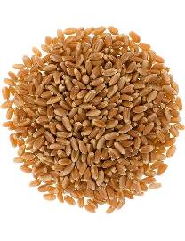 Hard Red Wheat Berries