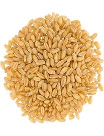 Hard White Wheat Berries