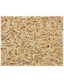 Khorasan Wheat