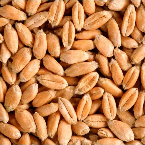 Soft Wheat Berries